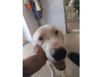 Neve setter  adozione cane sordo