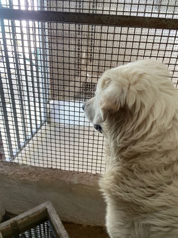 OMAR ADORABILE CANE IN ADOZIONE - Foto 7