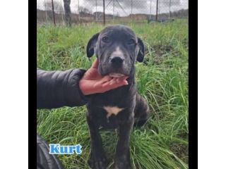 KARIN E I SUOI CUCCIOLI KURT E KELLY,  CANI IN ADOZIONE