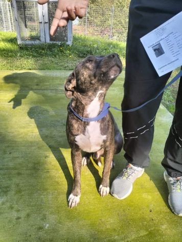 Apollo simil Amstaff - Foto 2