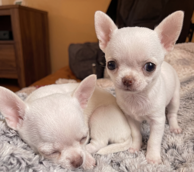 CHIHUAHUA TOY CUCCIOLI pag. agevolato - Foto 2