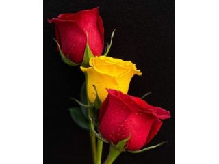 Amore e incontri Napoli - Cerco donna adulta Tel:3393410433