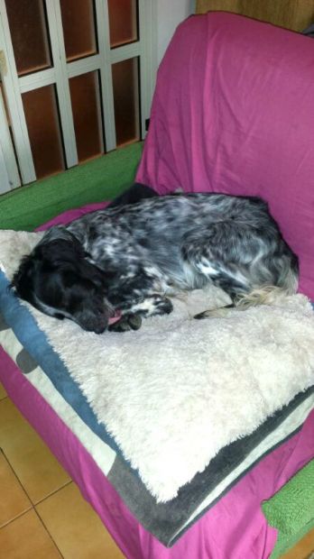 BIJOU, giovane setterina - Foto 4