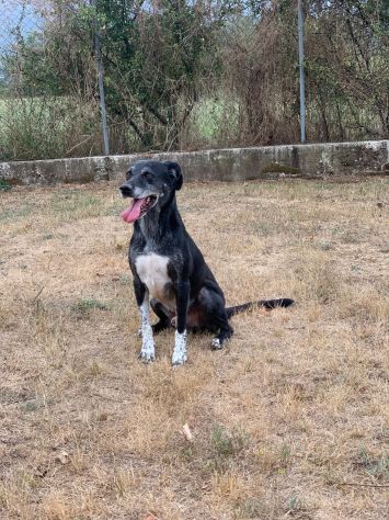 Zeus cagnolino sfortunato - Foto 5