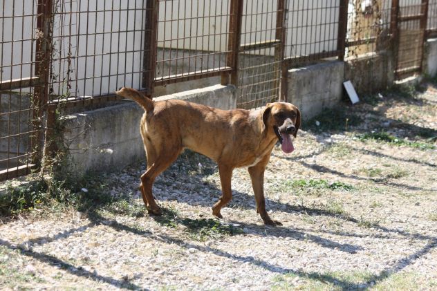 Stupendo segugio 2 anni merita una vita fuori dalla gabbia - Foto 3
