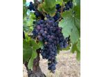 Vendita uva da vino