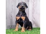 Cuccioli di Dobermann