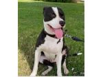 Jager splendido 5anni padrone deceduto! MOLISE