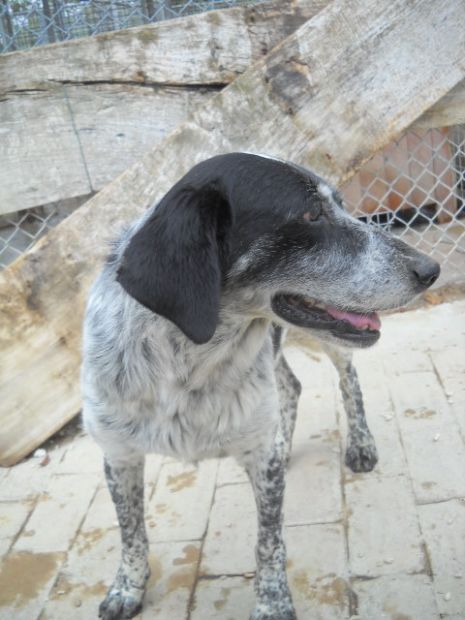 SILA, dolce cagnolina - Foto 4