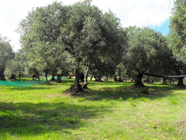 Agricolo in Località Caselle - Foto 16