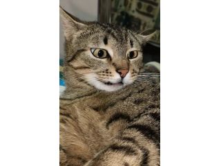 CECE, dolcissima micia, sogna una Famiglia! Adottala.