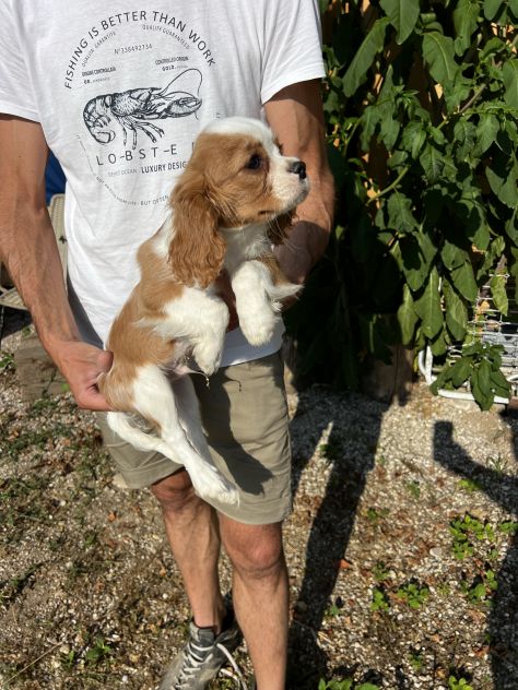 Cucciolo Maschietto Cavalier King Charles Spaniel - Foto 3