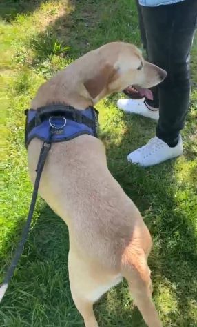 ORIONE: simil labrador infinitamente dolce - Foto 7