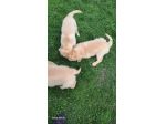 Cuccioli di Golden Retriever con pedigree ENCI