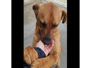 MATTIA DOLCE E GIOVIALE CAGNOLINO IN ADOZIONE