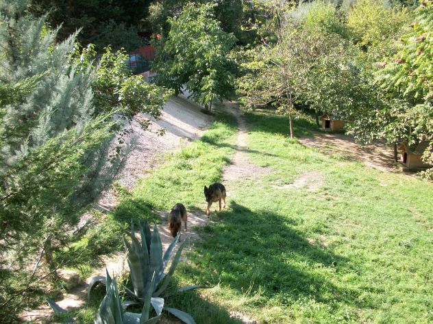 Pensione per Cani in Basilicata in provincia di Potenza - Foto 3