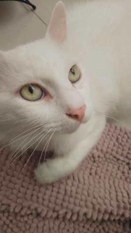 JUNE, dolce micio per adozione del cuore. - Foto 4