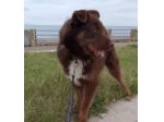 2anni marrone/fulvo occhi ambra POSSIBILE  INVISIBILE? SUD