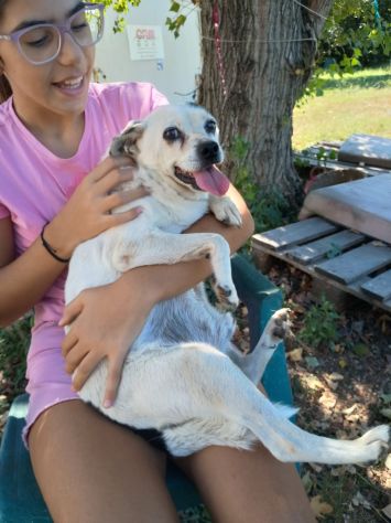FIOCCO - cagnolino di 9 anni - Foto 4
