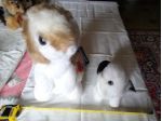 Splendidi peluche Coniglietti Trudi