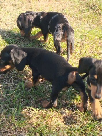 BASSOTTO NANO NERO FOCATO CUCCIOLI