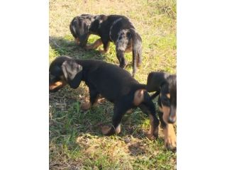 BASSOTTO NANO NERO FOCATO CUCCIOLI