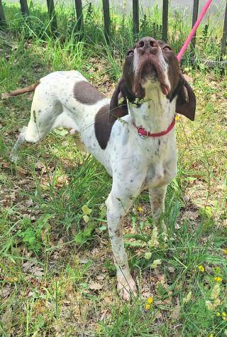 Goya 3 anni bracco - Foto 3