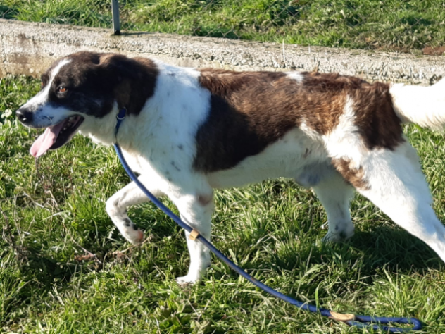 DOC LA DOLCEZZA, cane in adozione - Foto 10