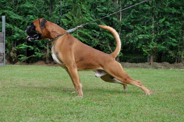 BOXER CUCCIOLI A VENEZIA- ALLEVAMENTI BOXER A VENEZIA - Foto 8