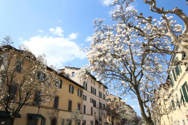 Locale commerciale in affitto a Lucca - Foto 6