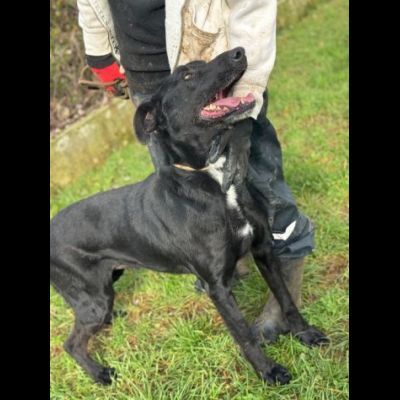 AARON dolce e vitale carbonello, CANE IN ADOZIONE - Foto 9