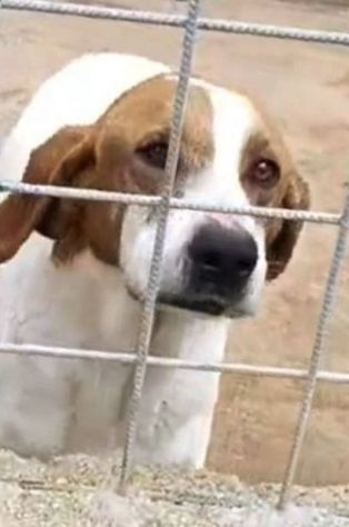 LINA DOLCISSIMA E BUONISSIMA , MERITA UNA CASA. CAGNOLINA IN ADOZIONE
