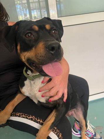 JANETTE molto socievole e dinamica cane in adozione - Foto 2