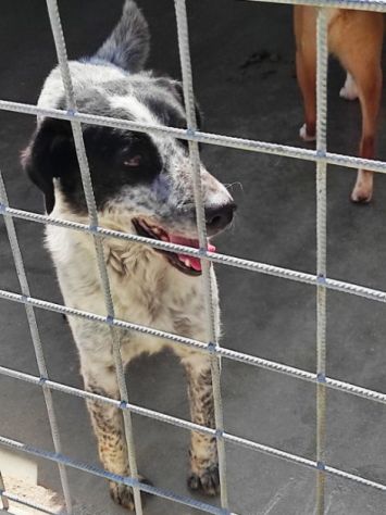 CANE IN ADOZIONE: ESCAPE, taglia medio contenuta. - Foto 5