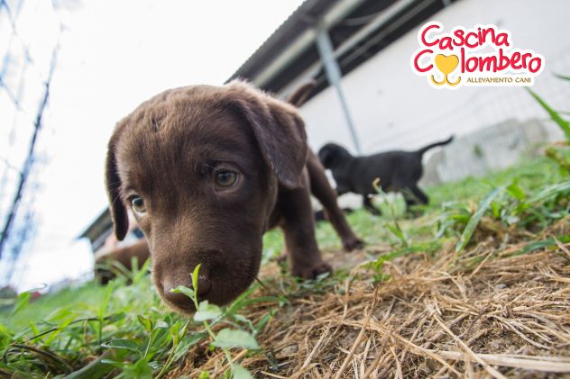 LABRADOR RETRIEVER CUCCIOLI MARRONE - Foto 5