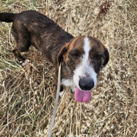 Annie taglia medio piccola 13 kg