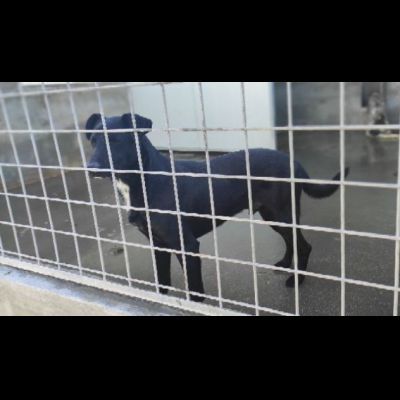 Aaron, amorevole e vitale, aspetta la sua occasione di libertà cane in adozione - Foto 8