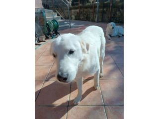 Nicolò