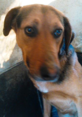 BILLY, adozione del cuore - Foto 3