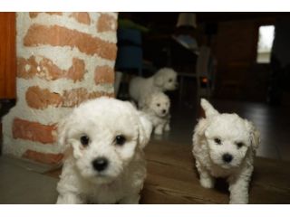 Cuccioli Bolognese