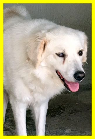 TRUMAN, MIX MAREMMANO DOLCISSIMO SOLO IN CERCA CASA - Foto 3