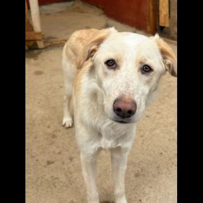 VERONIQUE UN VERO TESORO CAGNOLINA IN ADOZIONE - Foto 2