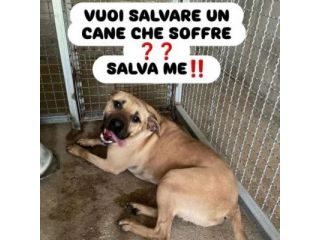 OTIS DEVASTATO DALLA SOFFERENZA CANE IN ADOZIONE