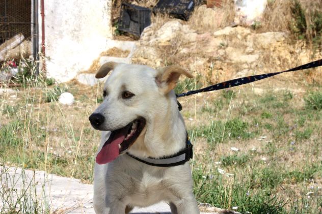 Sono Joy, ho di 9 mesi, il mio desiderio è una famiglia tutta mia!!