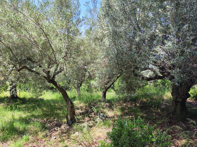 Agricolo in Contrada San Vincenzo - Foto 3