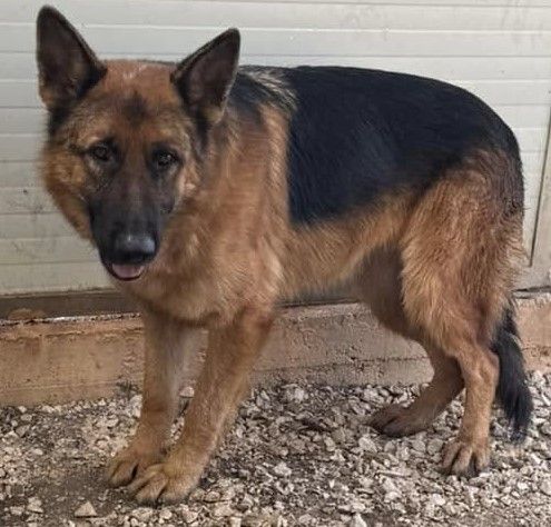 JACK 2 ANNI PASTORE TEDESCO PURO E’ IN CANILE - Foto 3