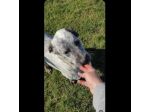 JAGO GIOCHERELLONE ED ALLEGRO CANE IN ADOZIONE