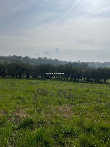 MONTEGRIDOLFO VENDESI DUE ETTARI DI TERRENO AGRICOLO - Foto 2