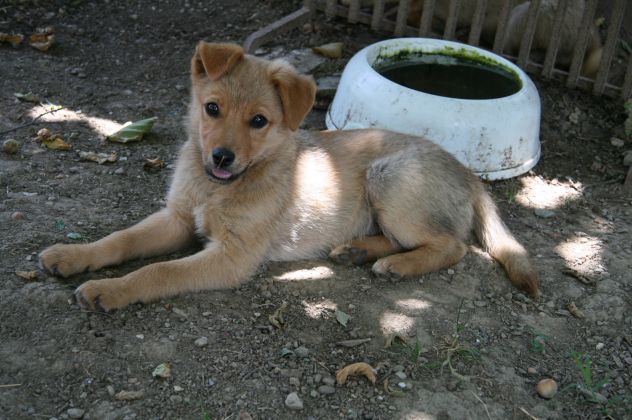 TONY e TIPPI, cucciolini affettuosissimi - Foto 3