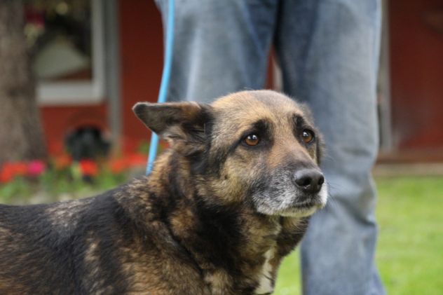 SOPHIA, meravigliosa lupetta cerca casa URGENTE - Foto 2